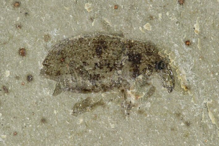 Fossil Weevil (Snout Beetle) - Green River Formation, Utah #101566